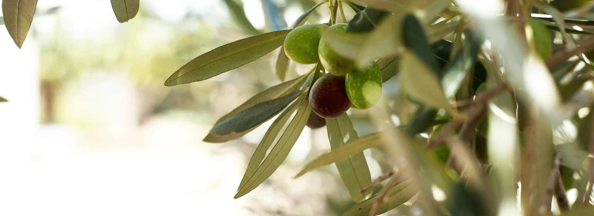Ripe olives on the branch at Rio Largo